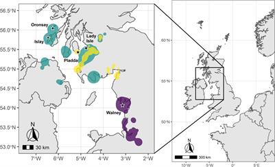 Habitat Selection and Specialisation of <mark class="highlighted">Herring Gulls</mark> During the Non-breeding Season